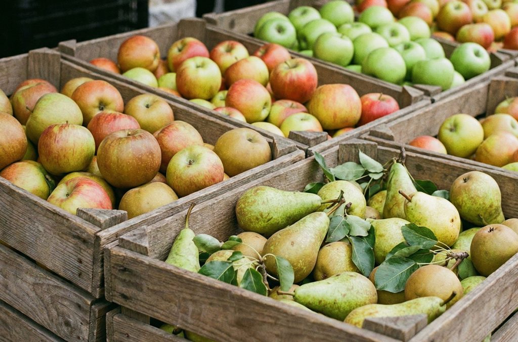 früchte-highlight-04